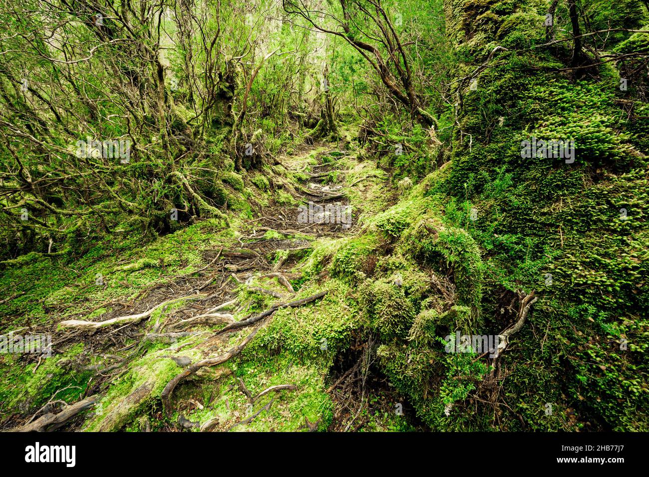 Legendary Enchanted Forest in Cradle Mountain & Lake St Clair National Park. Stock Photo