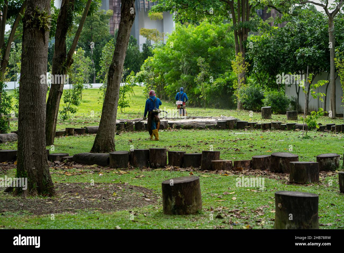 SINGAPORE, SINGAPORE - Dec 12, 2021: Workers trimming grass at park in Singapore on sunny day Stock Photo