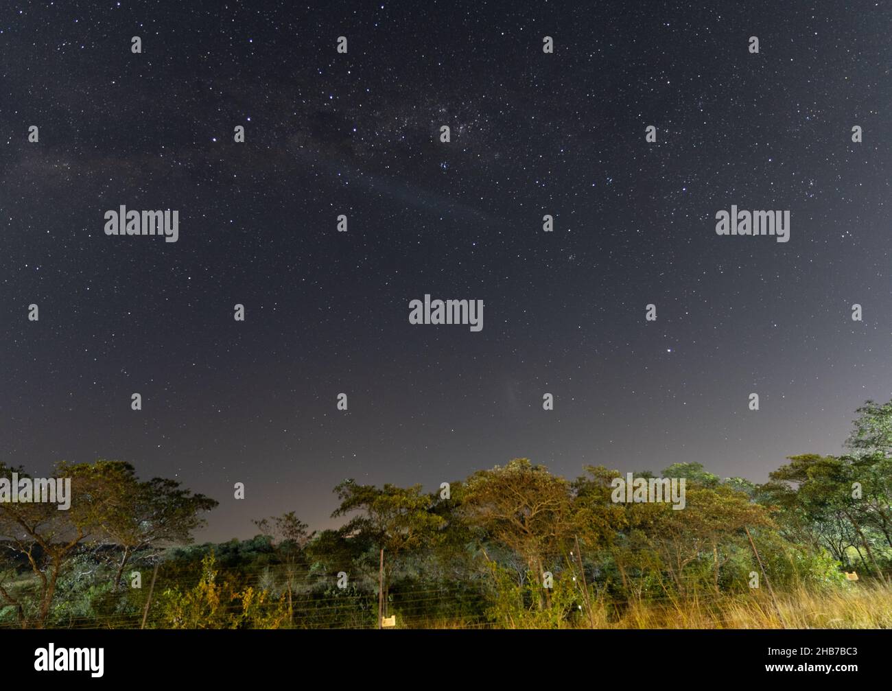Forest trees under Milky Way in the night sky Stock Photo - Alamy