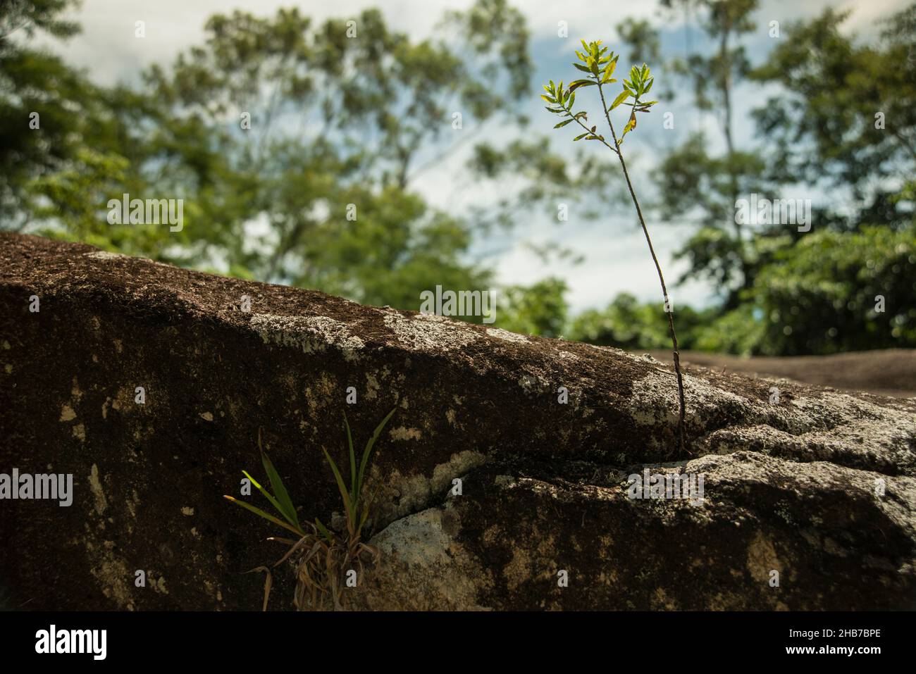 A plant and small tree grows on a stone Stock Photo
