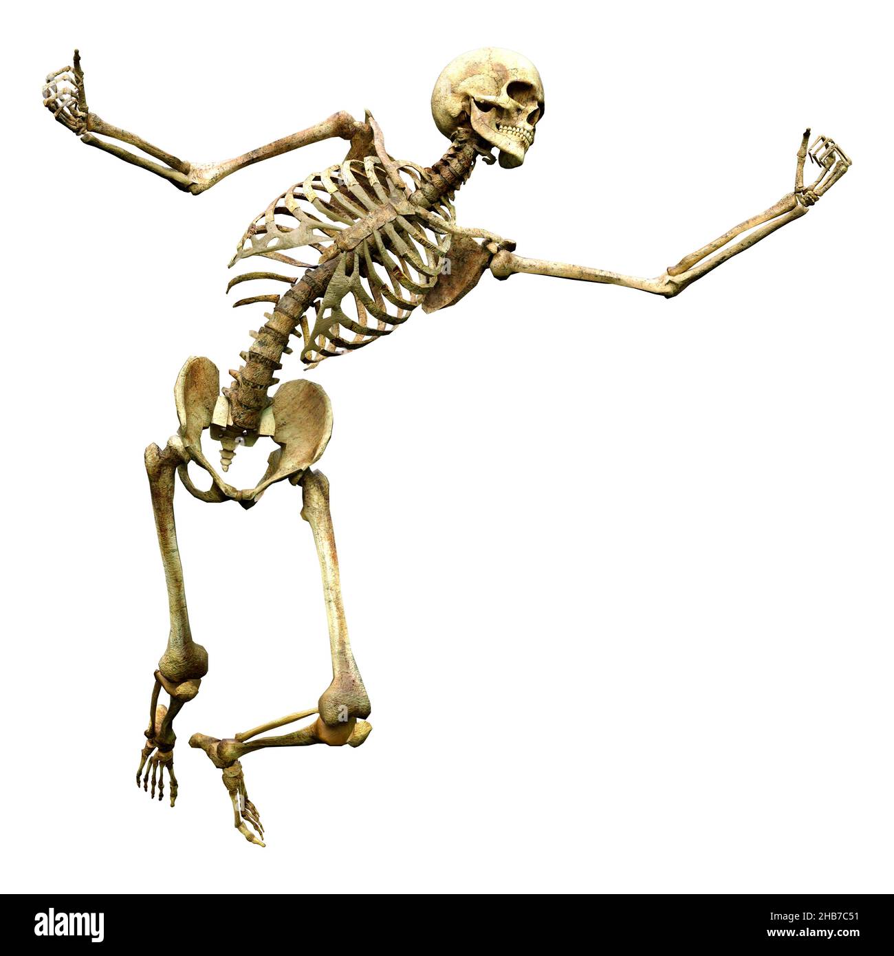 3D rendering of a human skeleton isolated on white background Stock ...