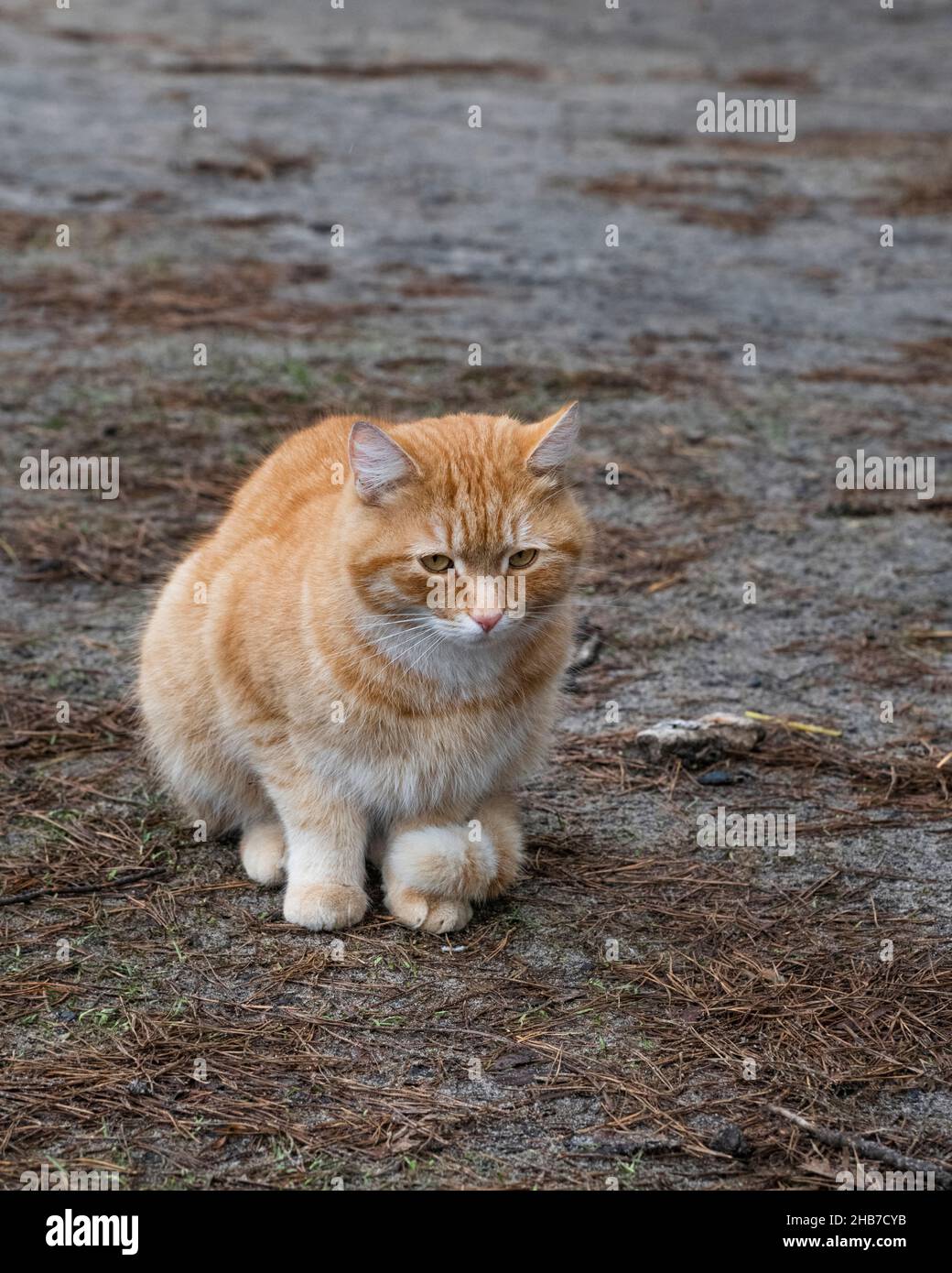 A sad ginger cat is sitting on the ground covered by pine needles