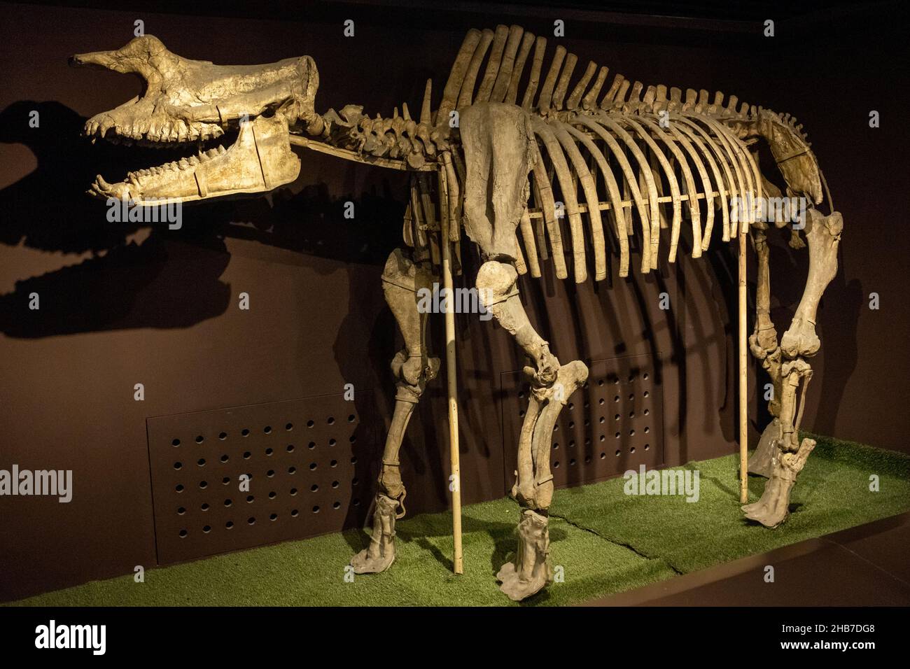Rhinotitan mongoliens (Osborn 1925) The most complete titanothere skeleton from Asia, an intermediate taxon between Protitan and Embolotherium. Stock Photo
