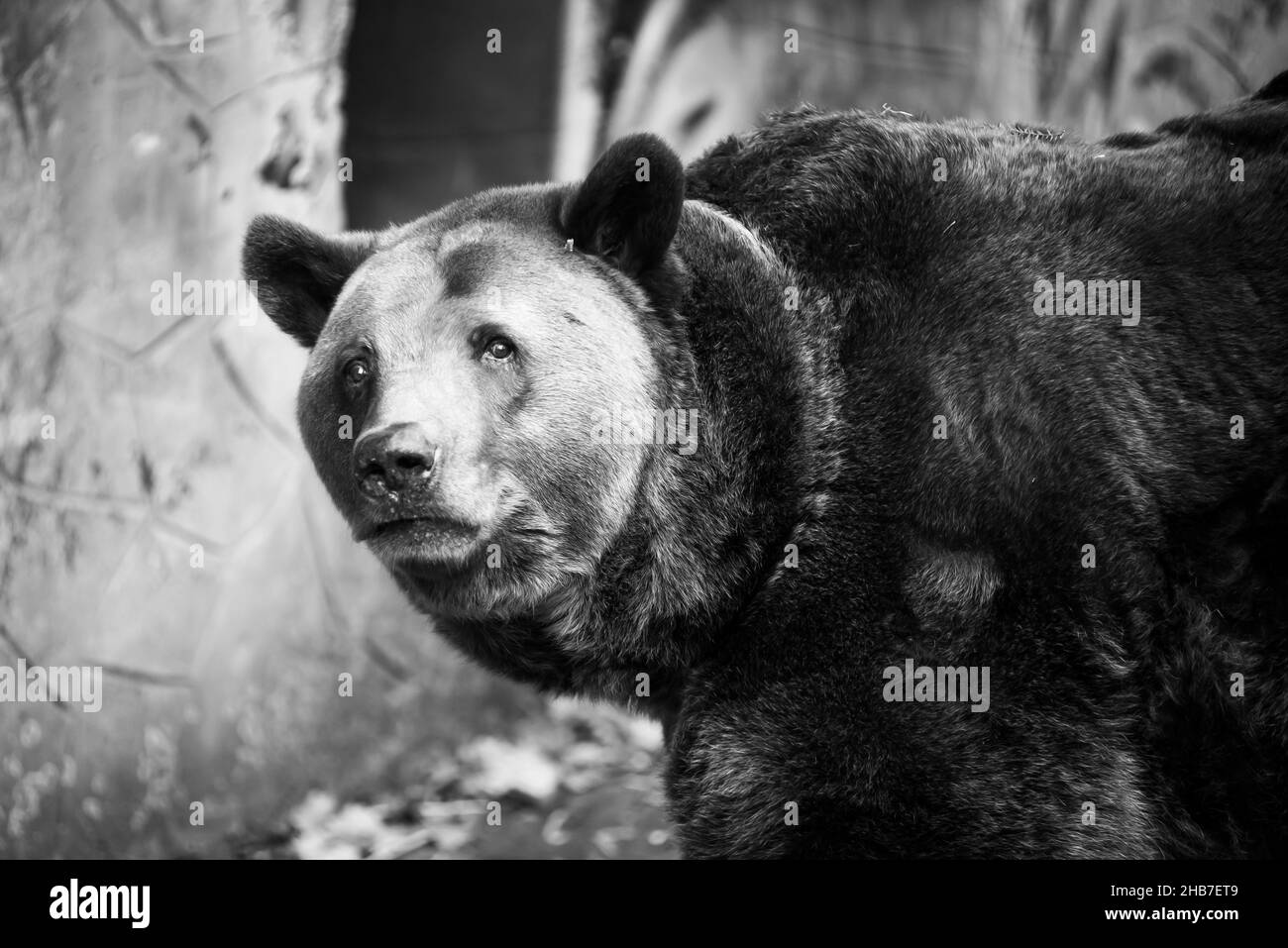 Closeup beautiful portrait of a big brown bear Stock Photo