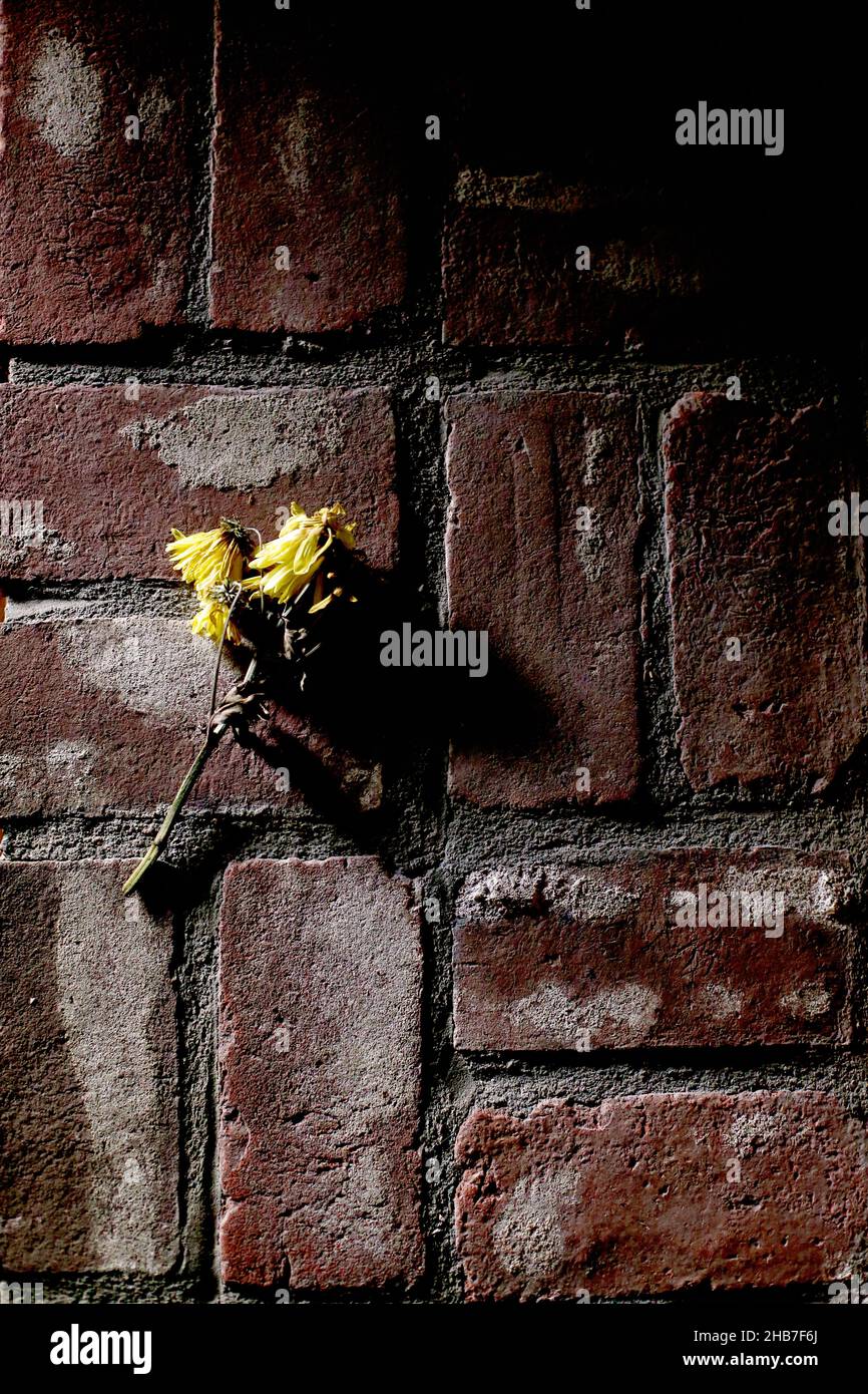 Vertical shot of a dead yellow flowers on a brick path Stock Photo - Alamy