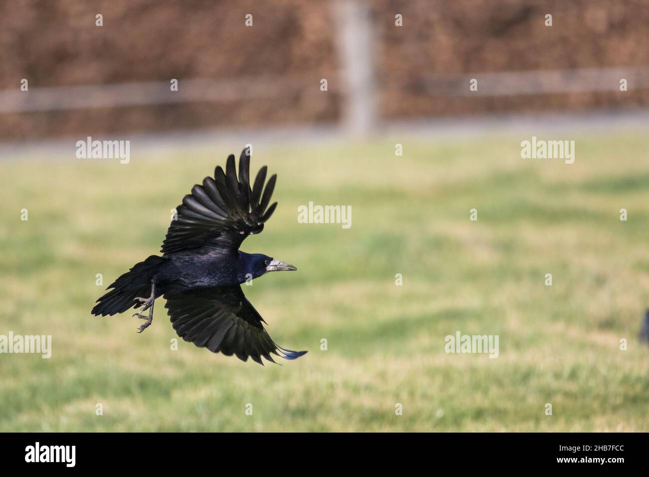 Black crow feathers hi-res stock photography and images - Alamy