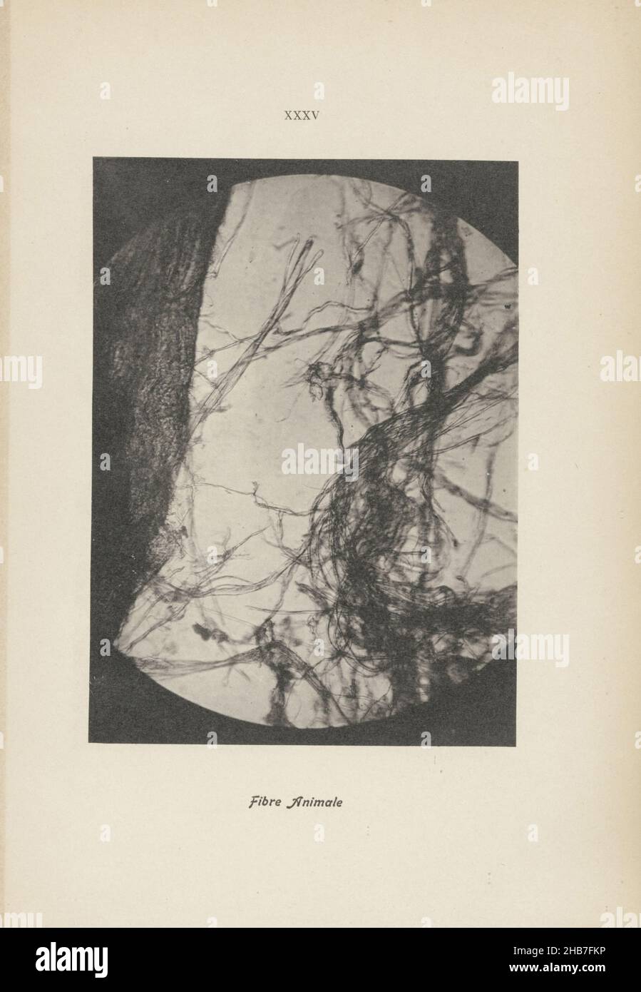 XXXV Fibre Animale (title on object), Plate from Précis Historique., anonymous, France, 1900, paper, ink, collotype, height 165 mm × width 125 mmheight 280 mm × width 189 mm Stock Photo