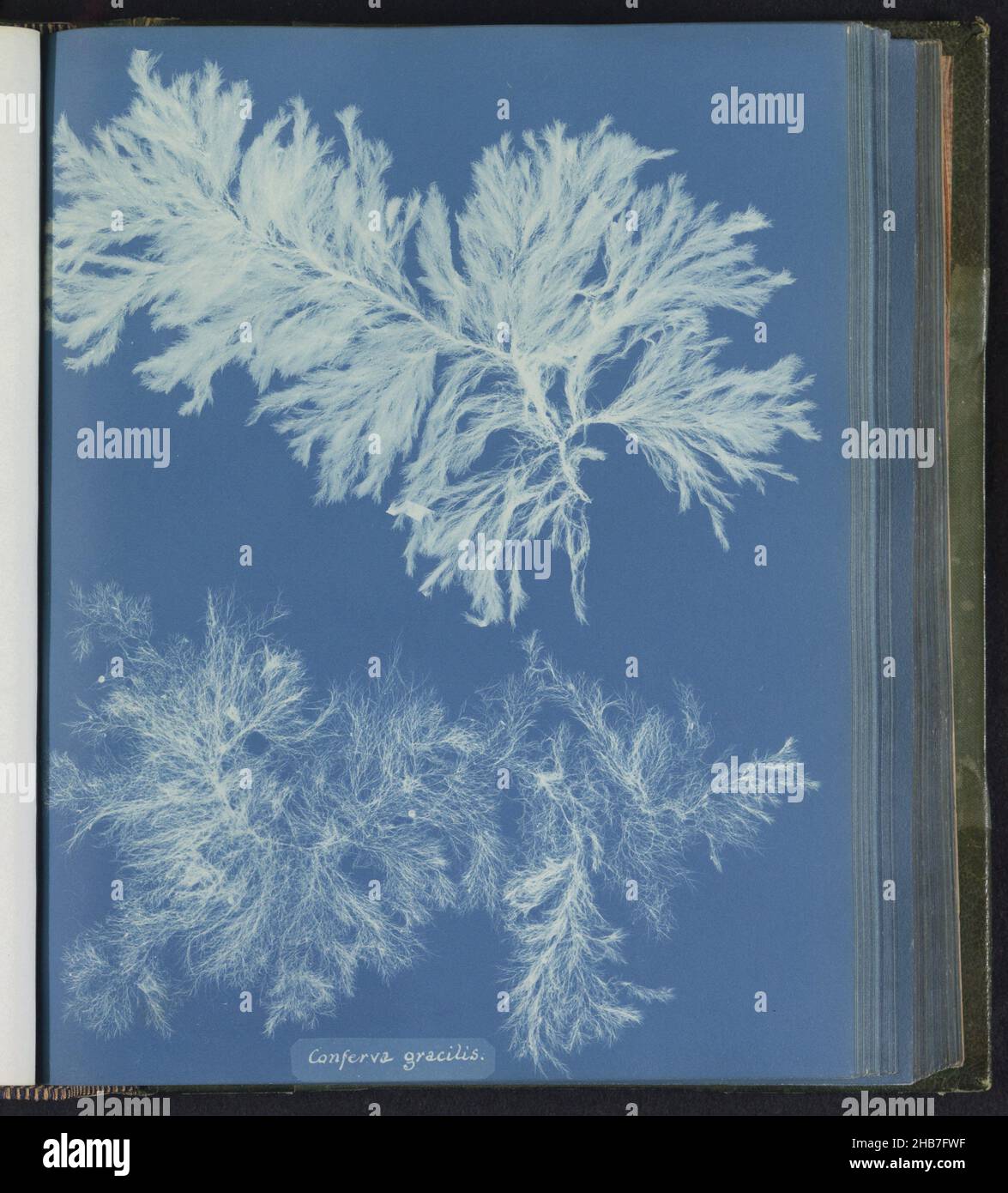 Conferva gracilis, Anna Atkins, United Kingdom, c. 1843 - c. 1853, photographic support, cyanotype, height 250 mm × width 200 mm Stock Photo