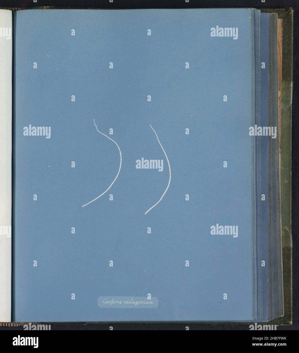 Conferva melagonium hi-res stock photography and images - Alamy