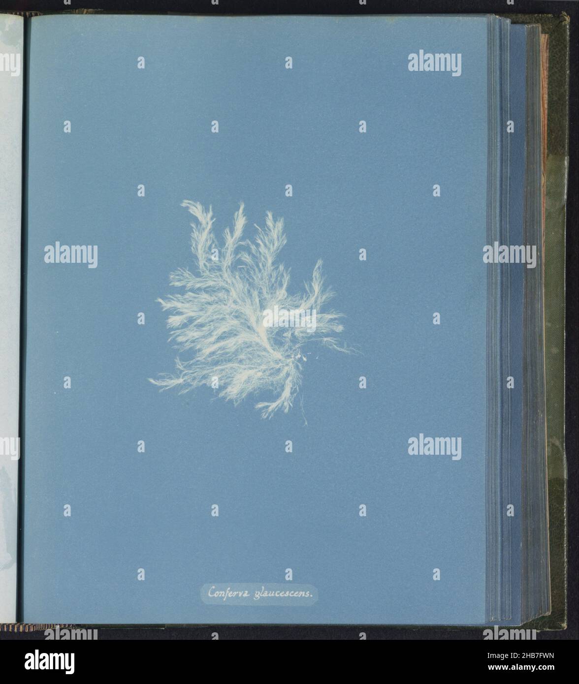 Conferva glaucescens hi-res stock photography and images - Alamy