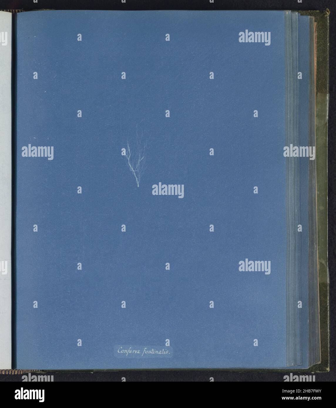 Conferva fontinalis hi-res stock photography and images - Alamy