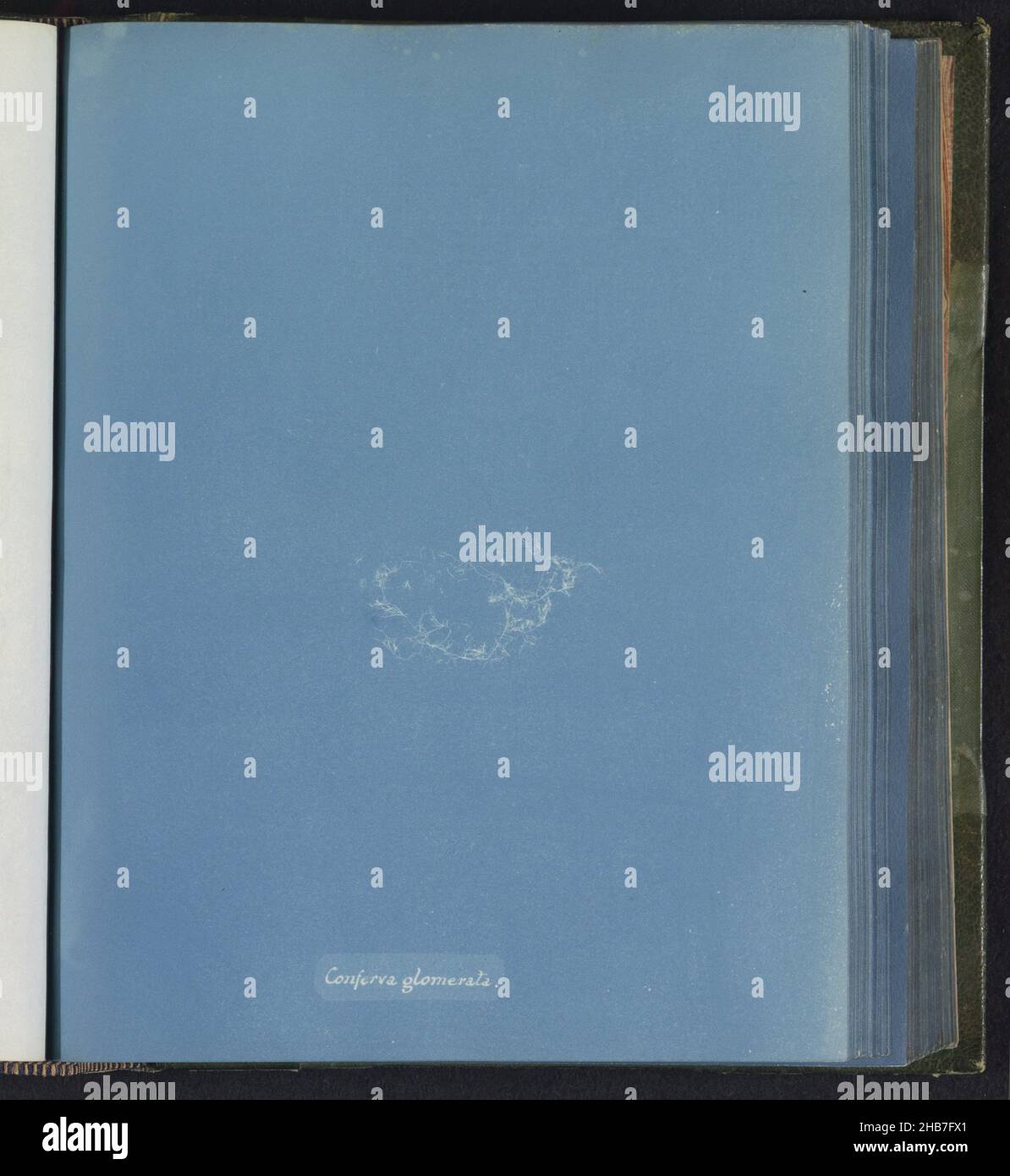 Conferva glomerata hi-res stock photography and images - Alamy