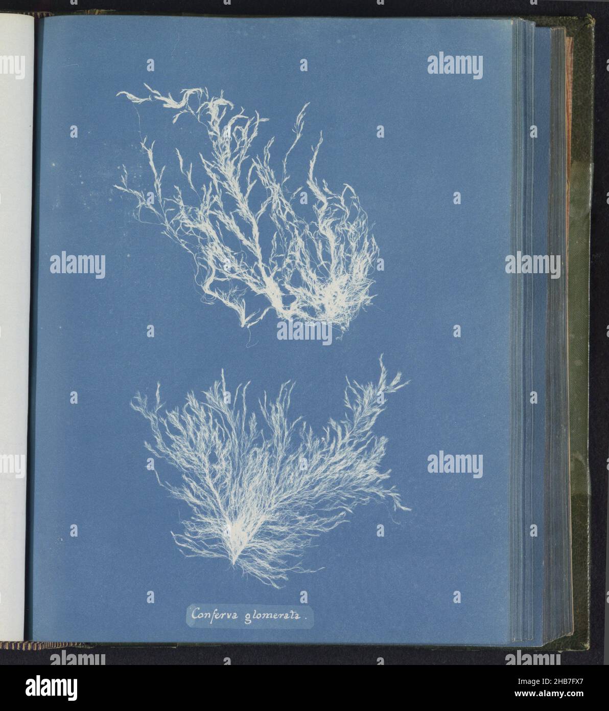 Conferva glomerata, Anna Atkins, United Kingdom, c. 1843 - c. 1853, photographic support, cyanotype, height 250 mm × width 200 mm Stock Photo