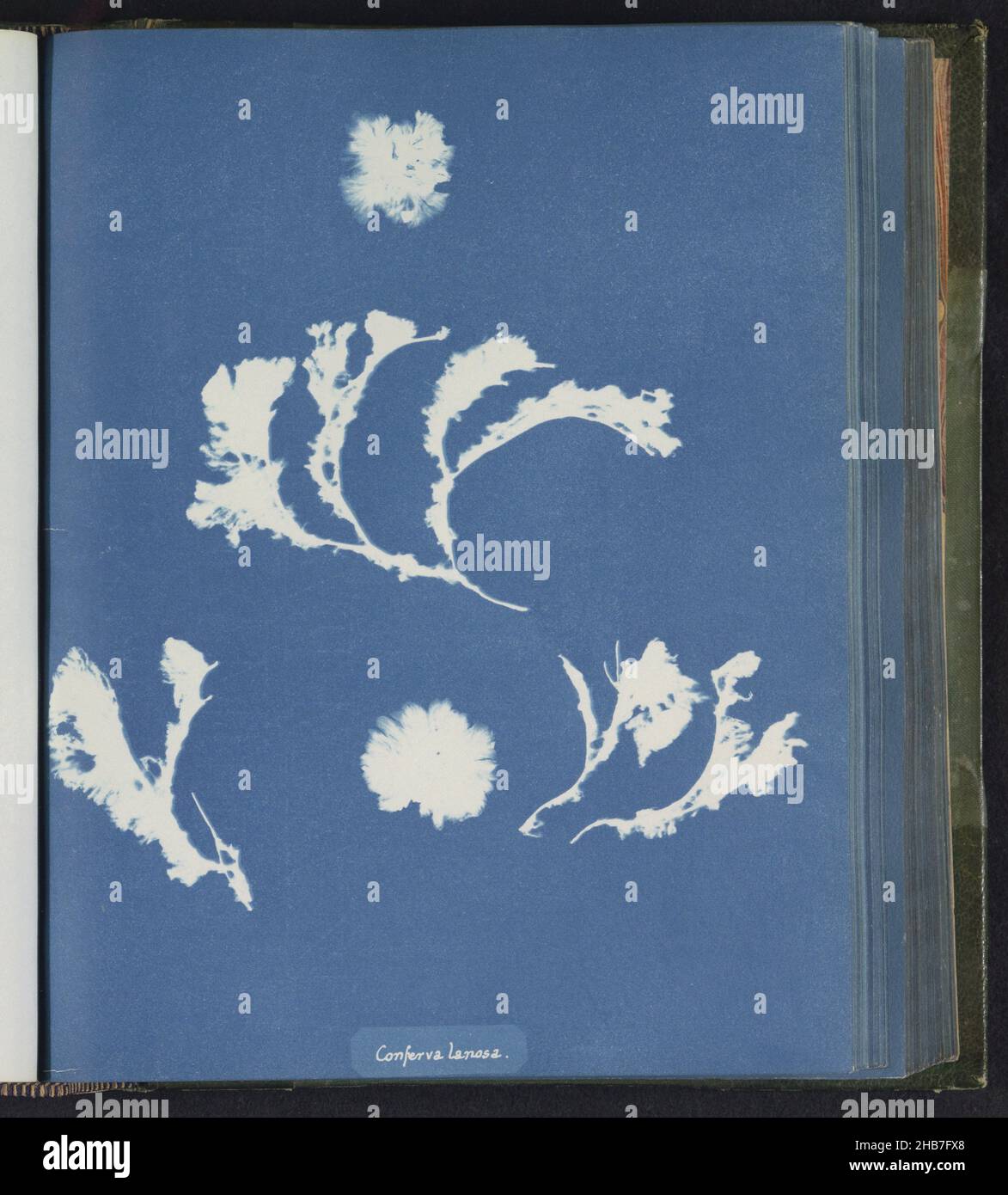 Conferva Lanosa, Anna Atkins, United Kingdom, c. 1843 - c. 1853, photographic support, cyanotype, height 250 mm × width 200 mm Stock Photo
