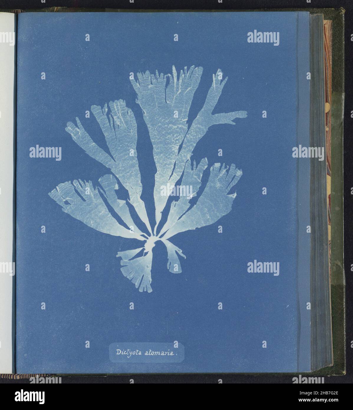 Dictyota atomaria, Anna Atkins, United Kingdom, c. 1843 - c. 1853, photographic support, cyanotype, height 250 mm × width 200 mm Stock Photo