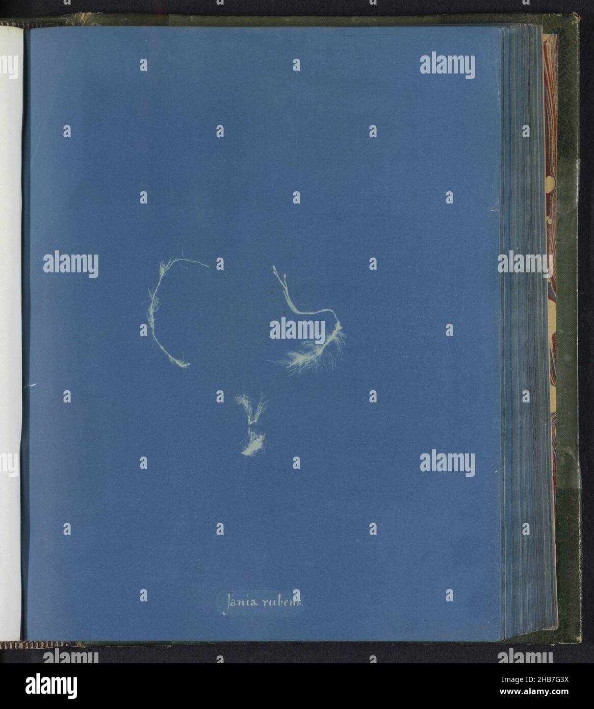 Jania rubens, Anna Atkins, United Kingdom, c. 1843 - c. 1853, photographic support, cyanotype, height 250 mm × width 200 mm Stock Photo