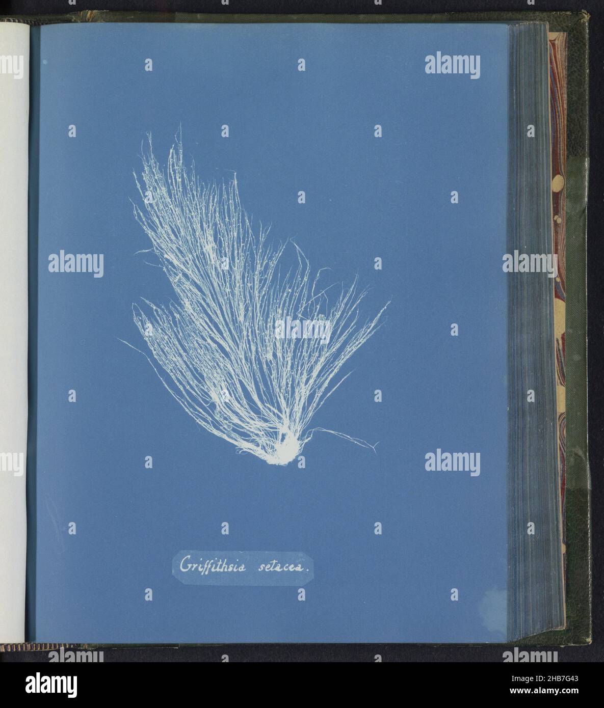 Griffithsia setacea, Anna Atkins, United Kingdom, c. 1843 - c. 1853, photographic support, cyanotype, height 250 mm × width 200 mm Stock Photo