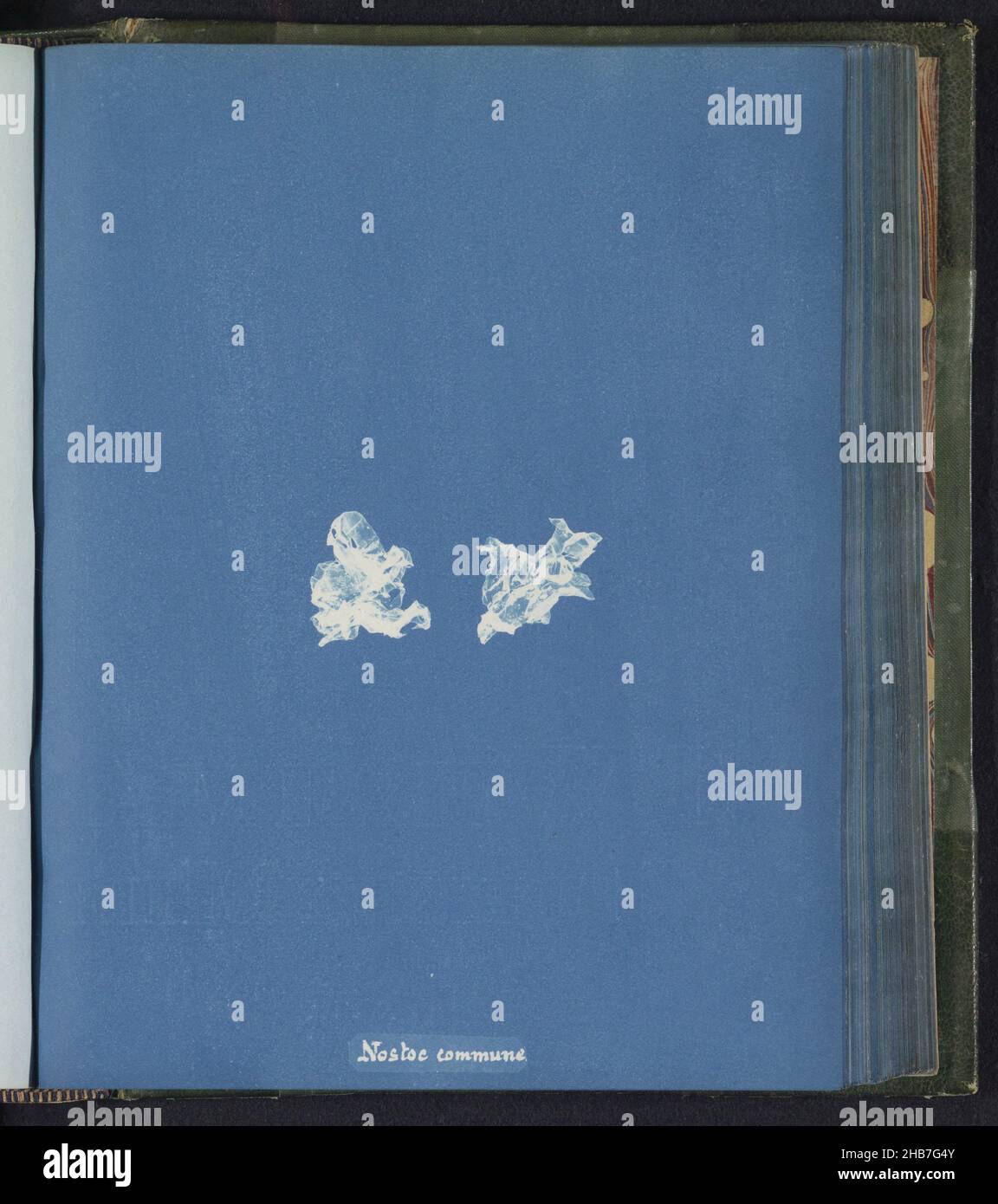 Nostoc commune, Anna Atkins, United Kingdom, c. 1843 - c. 1853, photographic support, cyanotype, height 250 mm × width 200 mm Stock Photo