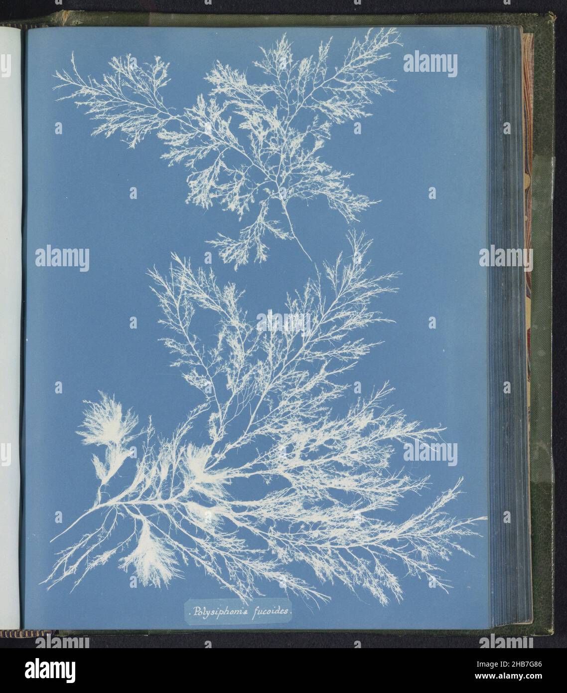 Polysiphonia fucoides, Anna Atkins, United Kingdom, c. 1843 - c. 1853, photographic support, cyanotype, height 250 mm × width 200 mm Stock Photo