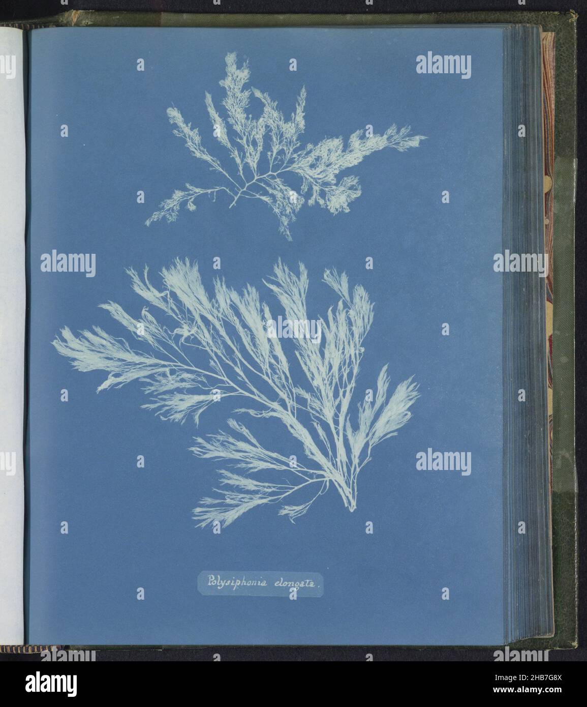 Polysiphonia elongata, Anna Atkins, United Kingdom, c. 1843 - c. 1853, photographic support, cyanotype, height 250 mm × width 200 mm Stock Photo