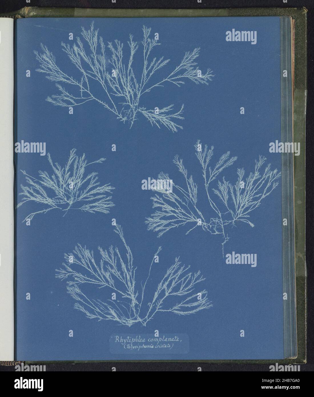Rhytiphlea complanata, (Polysiphonia cristata), Anna Atkins, United Kingdom, c. 1843 - c. 1853, photographic support, cyanotype, height 250 mm × width 200 mm Stock Photo