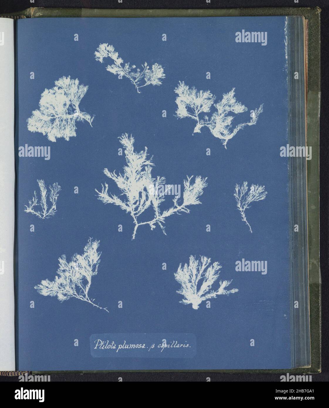 Ptilota plumosa B capillaris, Anna Atkins, United Kingdom, c. 1843 - c. 1853, photographic support, cyanotype, height 250 mm × width 200 mm Stock Photo