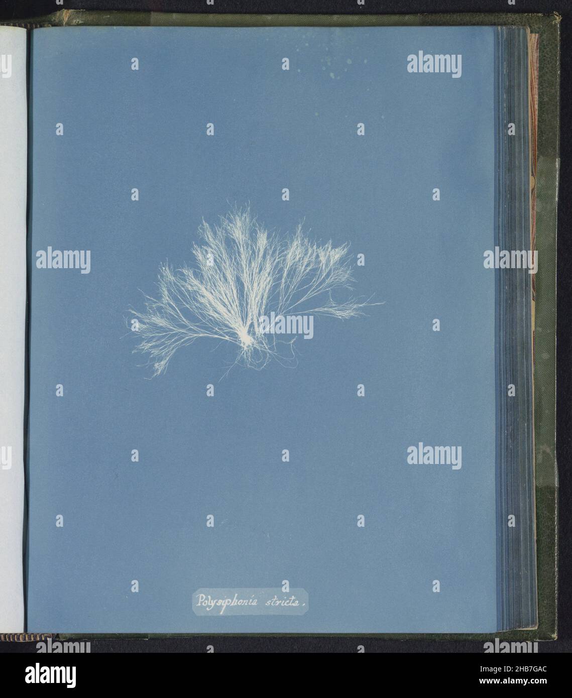 Polysiphonia stricta, Anna Atkins, United Kingdom, c. 1843 - c. 1853, photographic support, cyanotype, height 250 mm × width 200 mm Stock Photo