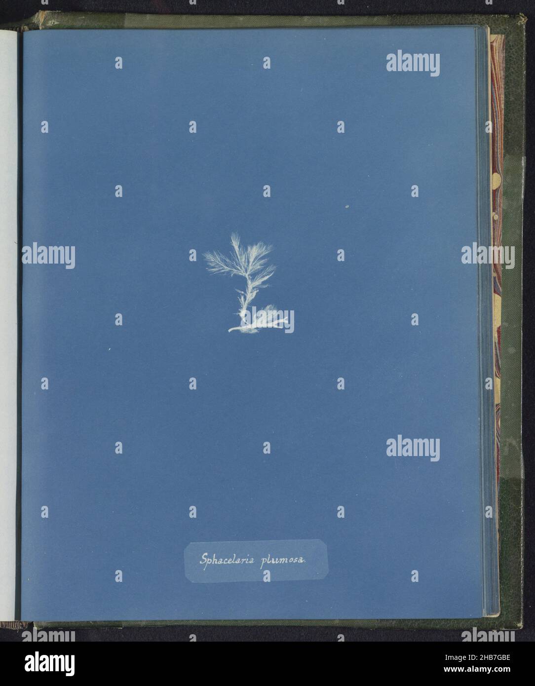 Sphacelaria plumosa, Anna Atkins, United Kingdom, c. 1843 - c. 1853, photographic support, cyanotype, height 250 mm × width 200 mm Stock Photo