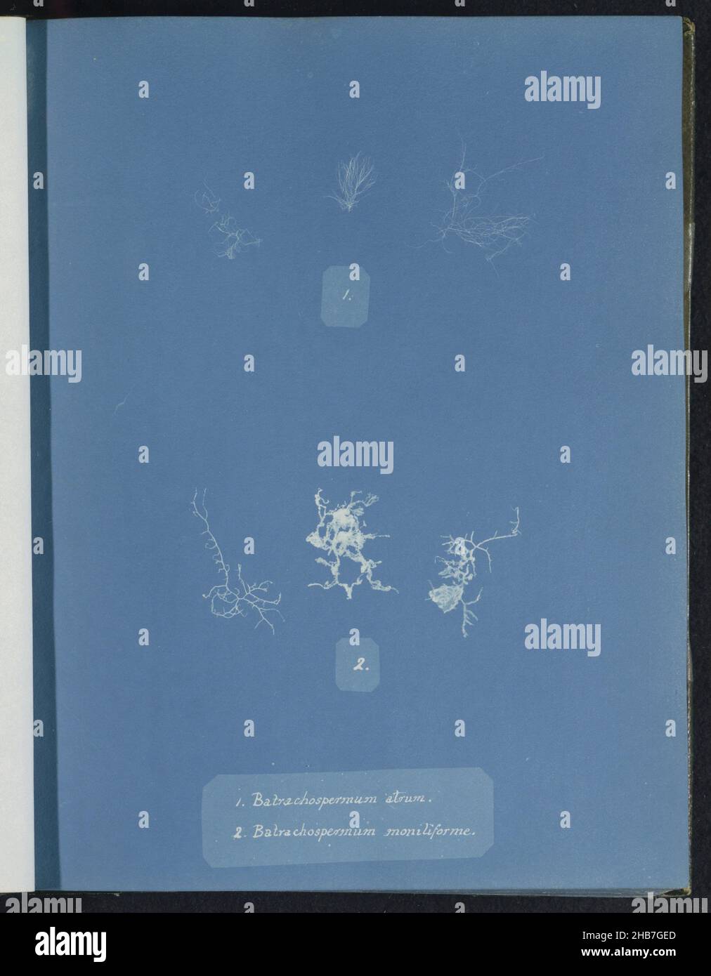 Batrachospermum atrum &amp; Batrachospermum moniliforme, Anna Atkins, United Kingdom, c. 1843 - c. 1853, photographic support, cyanotype, height 250 mm × width 200 mm Stock Photo