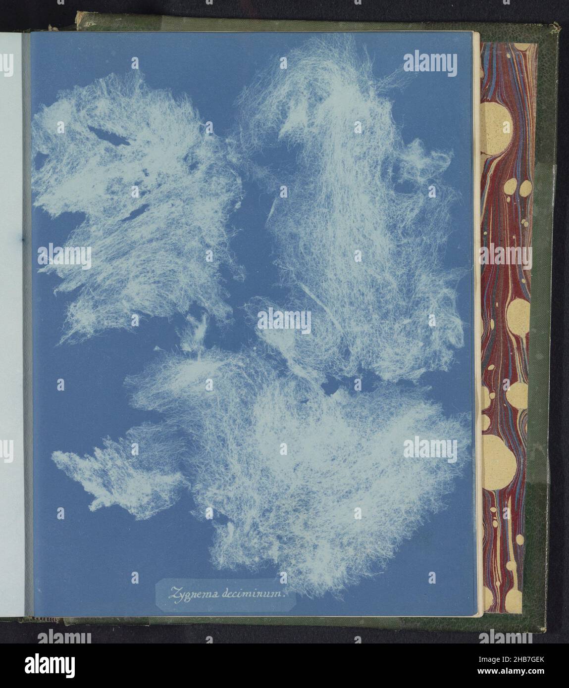 Dimes Von Zygnema Anna Atkins