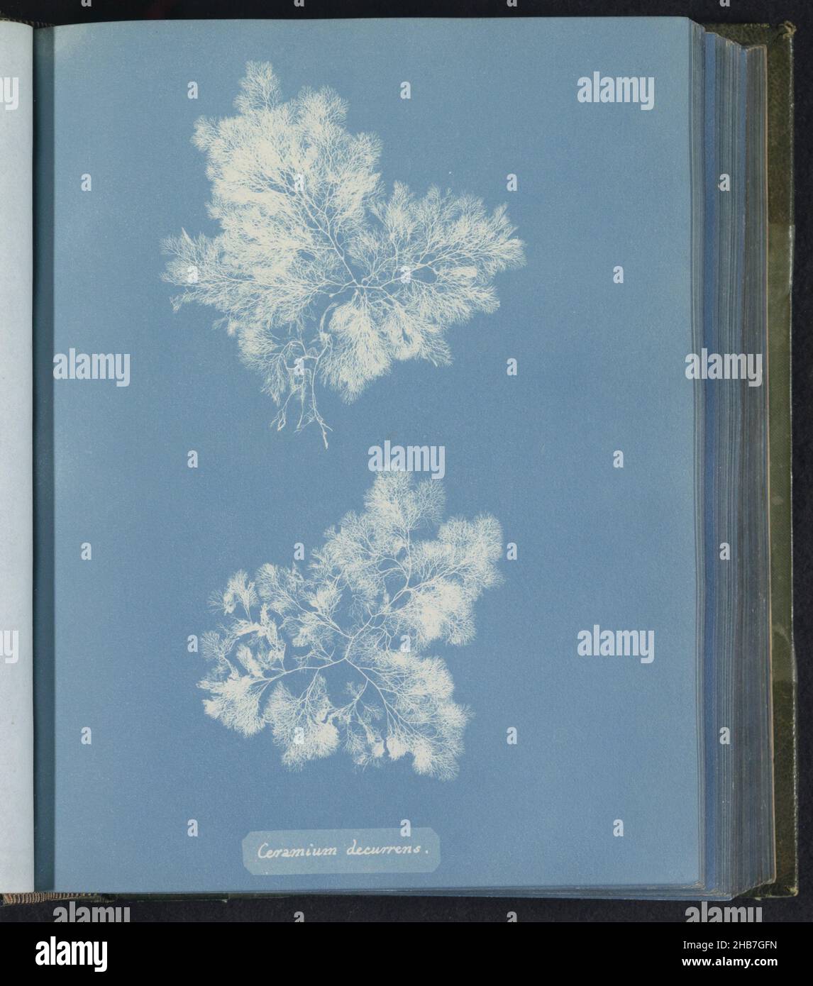 Ceramium decurrens, Anna Atkins, United Kingdom, c. 1843 - c. 1853, photographic support, cyanotype, height 250 mm × width 200 mm Stock Photo