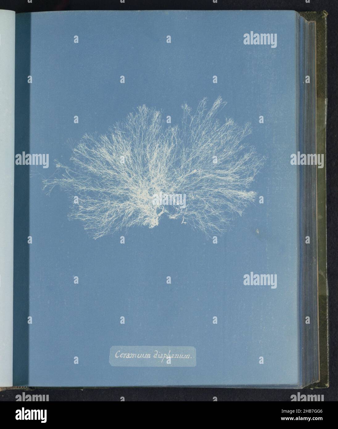 Ceramium diaphanum, Anna Atkins, United Kingdom, c. 1843 - c. 1853, photographic support, cyanotype, height 250 mm × width 200 mm Stock Photo