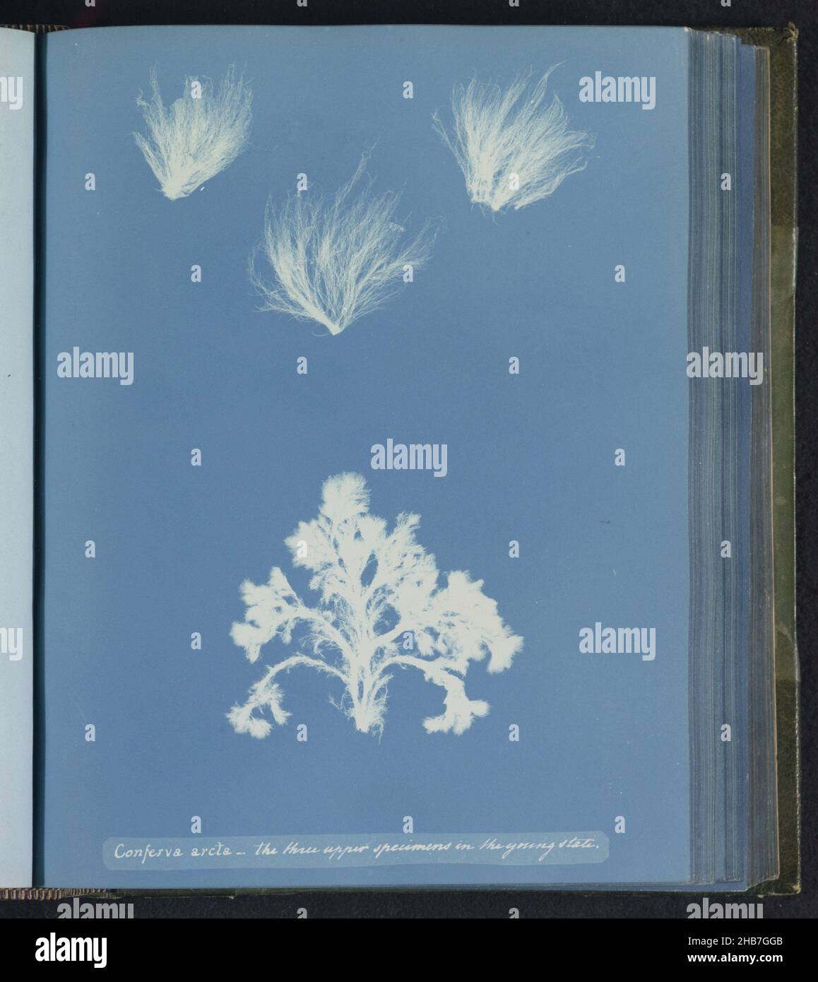 Conferva arcta - the three upper specimens in the young state, Anna Atkins, United Kingdom, c. 1843 - c. 1853, photographic support, cyanotype, height 250 mm × width 200 mm Stock Photo