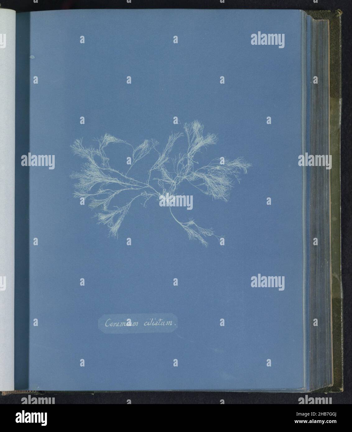 Ceramium ciliatum, Anna Atkins, United Kingdom, c. 1843 - c. 1853, photographic support, cyanotype, height 250 mm × width 200 mm Stock Photo