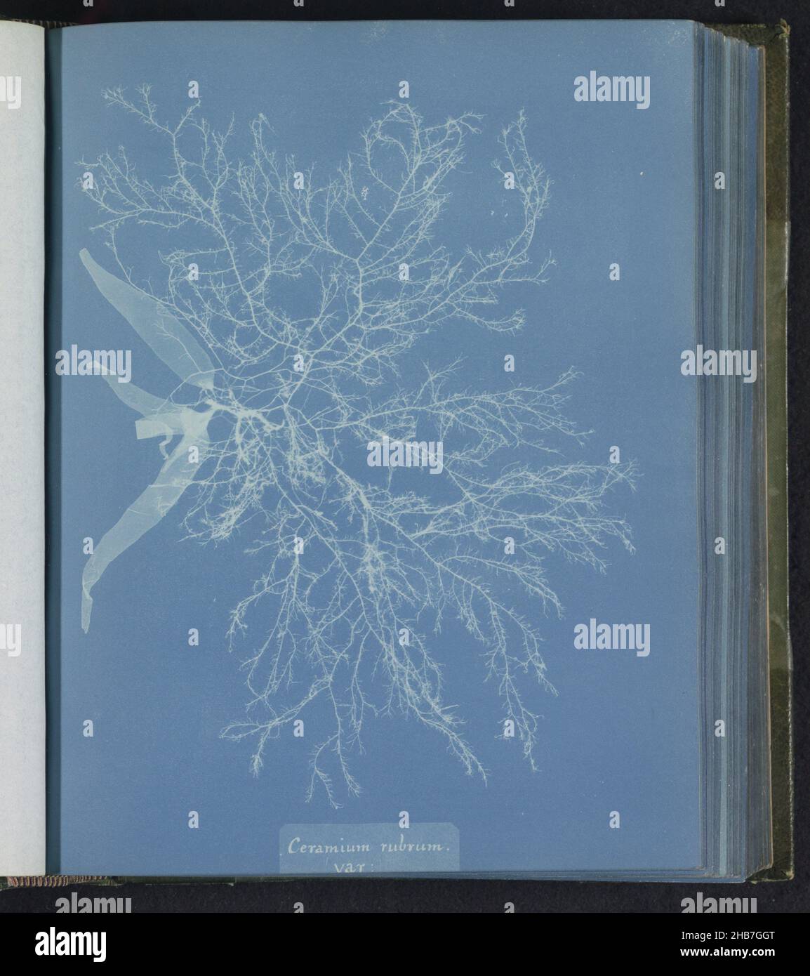 Ceramium rubrum, var., Anna Atkins, United Kingdom, c. 1843 - c. 1853, photographic support, cyanotype, height 250 mm × width 200 mm Stock Photo