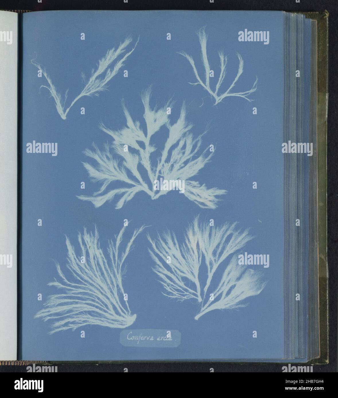 Conferva arcta, Anna Atkins, United Kingdom, c. 1843 - c. 1853, photographic support, cyanotype, height 250 mm × width 200 mm Stock Photo