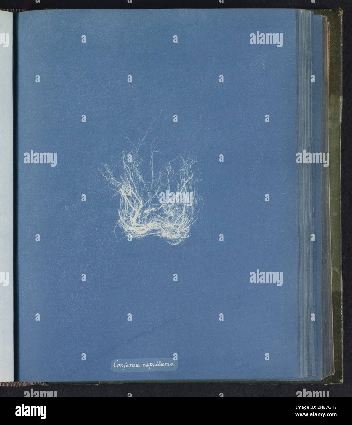 Conferva capillaris hi-res stock photography and images - Alamy