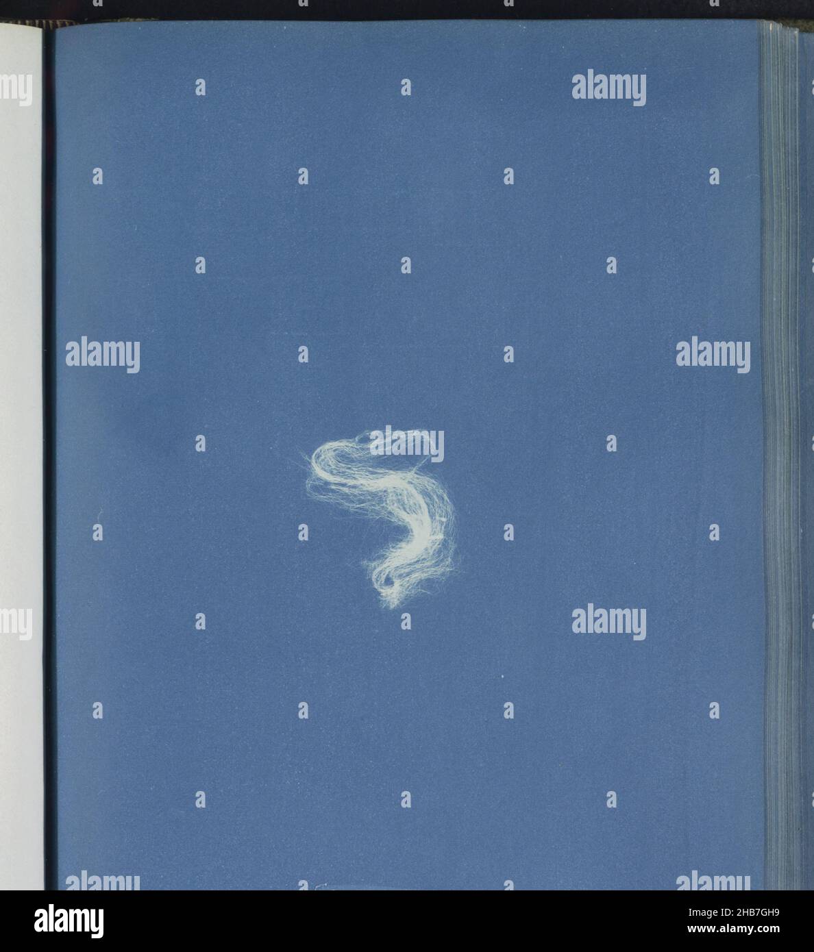 Conferva crispata hi-res stock photography and images - Alamy