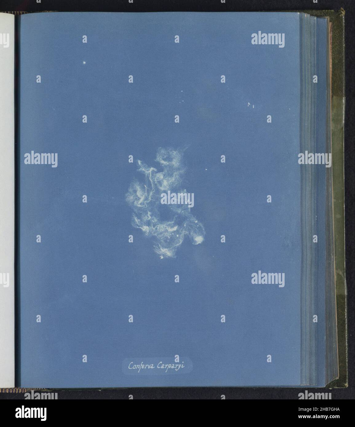 Conferva carparyi hi-res stock photography and images - Alamy