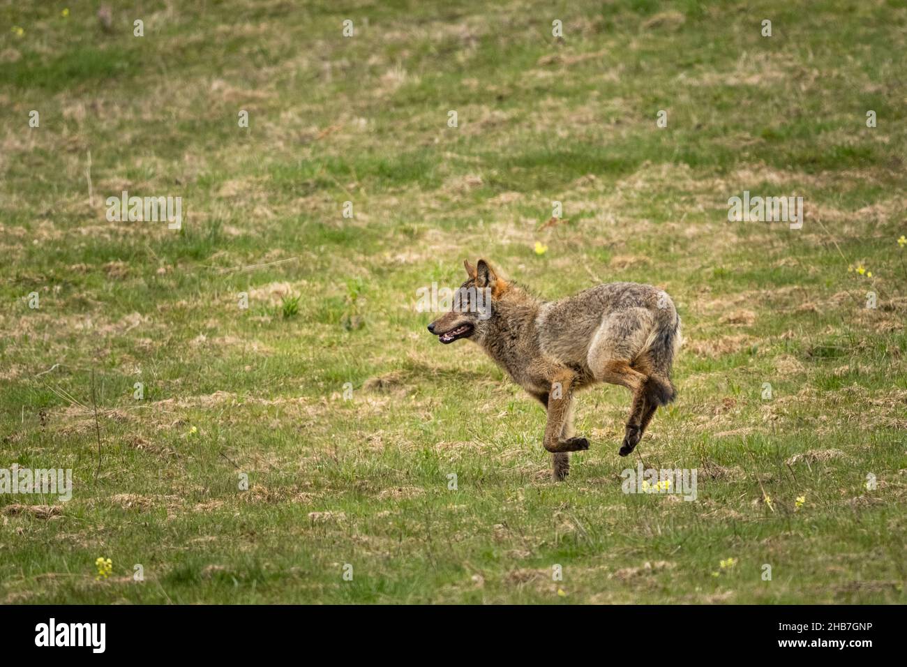 Grey Wolf (Canis lupus). The Bieszczady Mts., Carpathians, Poland. Stock Photo