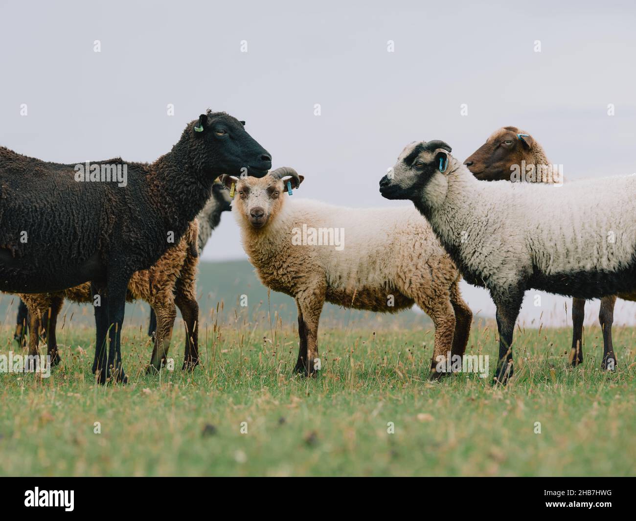Ewes and lambs Shetland sheep breed in the Scottish West Highland coast landscape Scotland UK Stock Photo