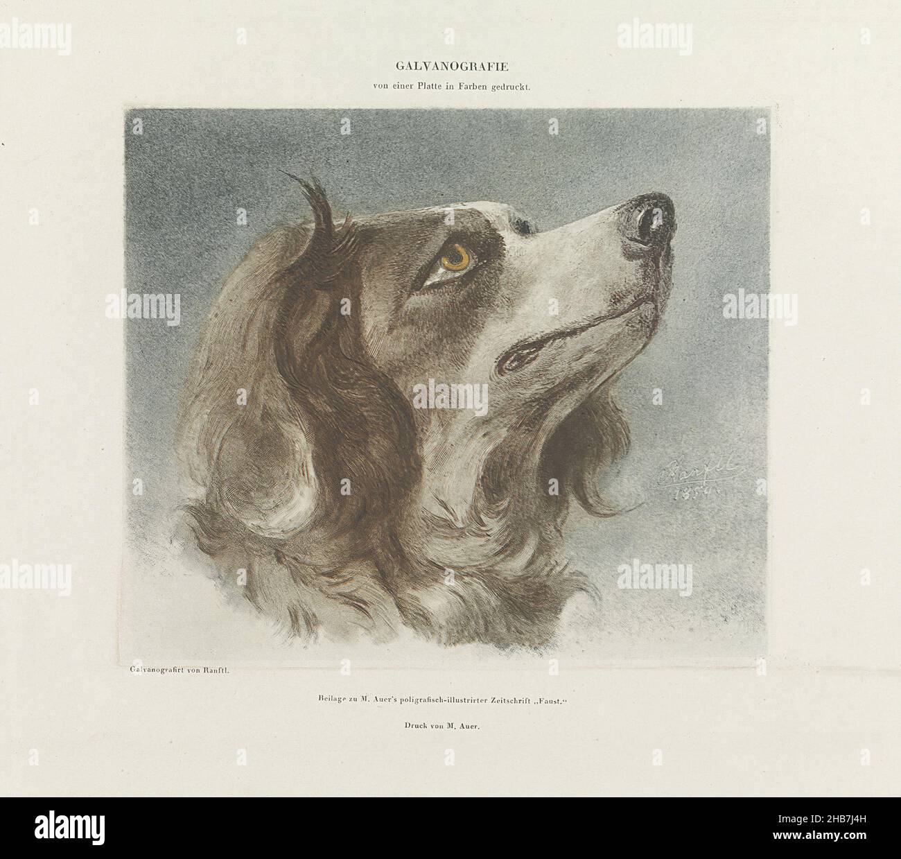 Head of a dog, Sheet from series of 12 Naturselbstdrucke Auer., anonymous, Alois Auer, (mentioned on object), Vienna, 1854 - 1855, paper, height 245 mm × width 343 mm Stock Photo