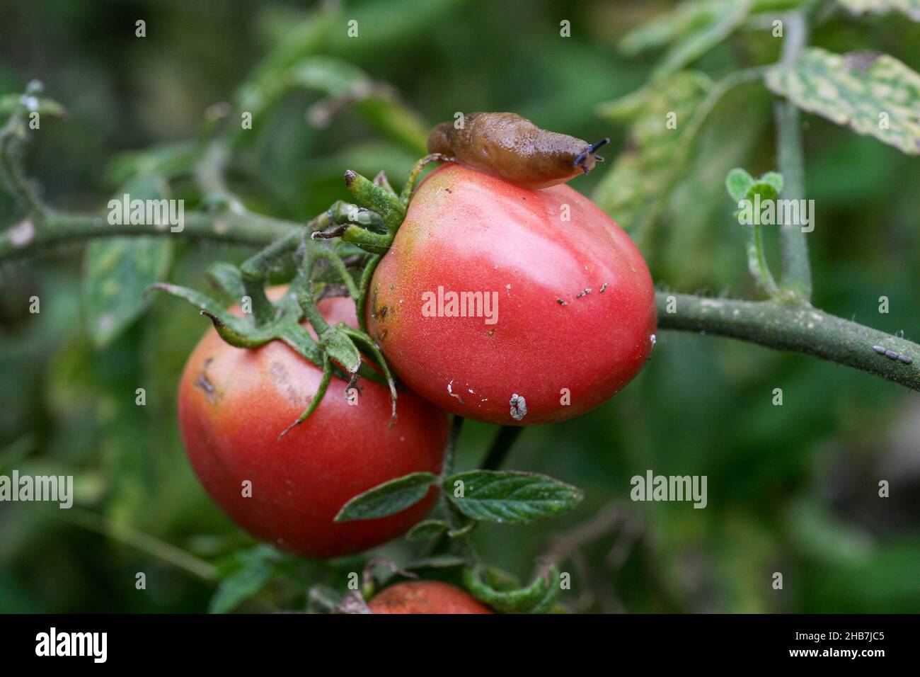 Slug damage tomato hires stock photography and images Alamy