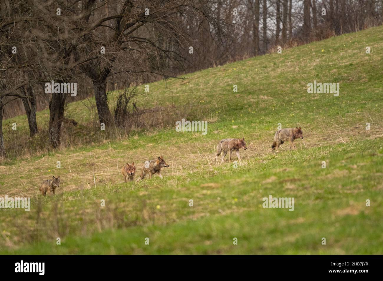 Grey Wolf (Canis lupus). The Bieszczady Mts., Carpathians, Poland. Stock Photo