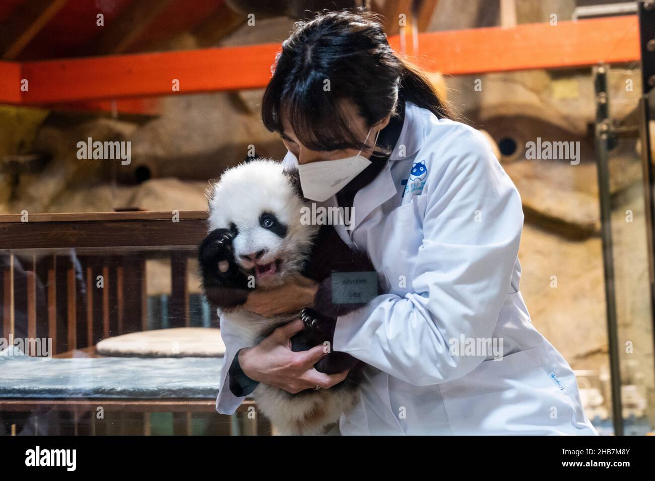 Madrid, Spain. 17th Dec, 2021. A worker of the Zoo is seen with a baby panda bear. Two little twin pandas have received their names (Jiu Jiu and You You) according to the Chinese tradition after 100 days of being born, during a ceremony at the Zoo of Madrid. Credit: Marcos del Mazo/Alamy Live News Stock Photo