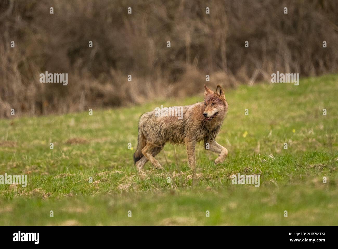 Grey Wolf (Canis lupus). The Bieszczady Mts., Carpathians, Poland. Stock Photo
