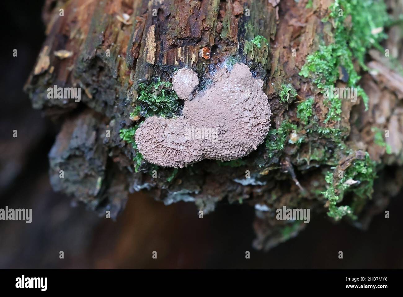 Tubifera ferruginosa, known as raspberry slime mold Stock Photo