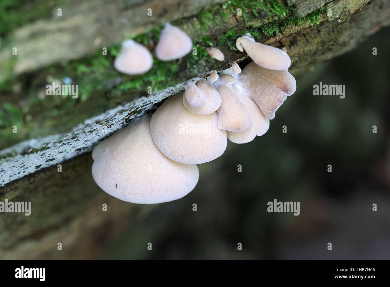 Lentinellus ursinus, commonly called the Bear Lentinus, wild mushroom from Finland Stock Photo