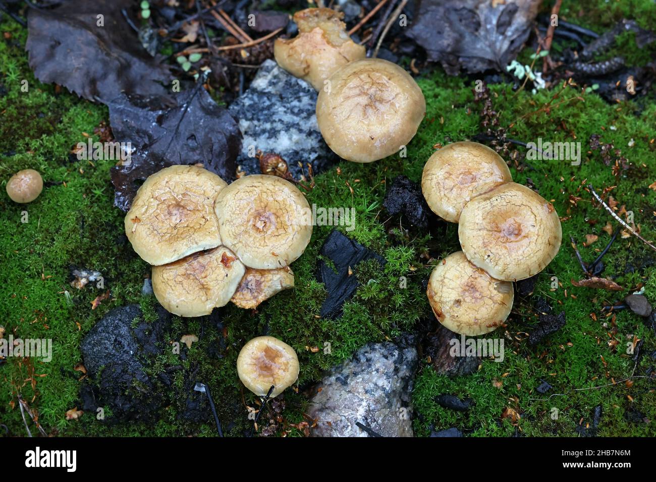 Pholiota highlandensis, known as the bonfire scalycap, pioneer specie of burned ground and forest fire areas, wild mushroom from Finland Stock Photo