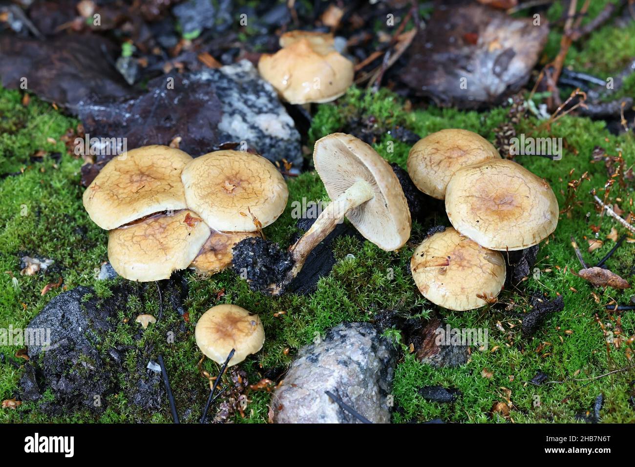 Pholiota highlandensis, known as the bonfire scalycap, pioneer specie of burned ground and forest fire areas, wild mushroom from Finland Stock Photo